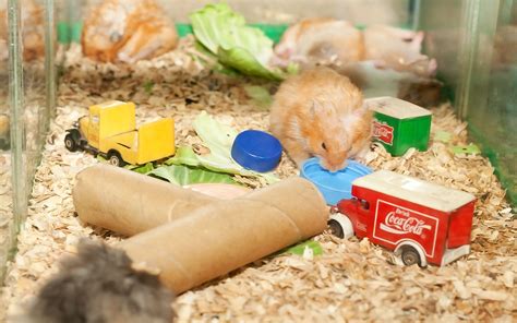 toys hamsters like|homemade toys for hamsters.